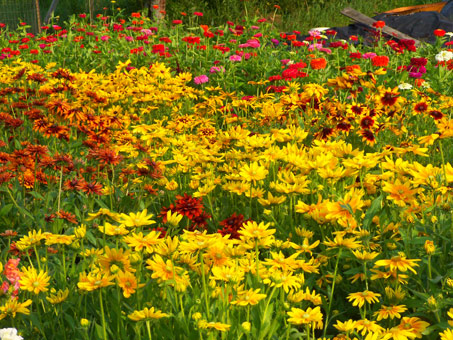  Live Flowers LLC Minnesota flower farm rudbeckias