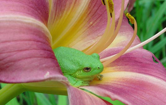 Frog in Flower