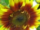 Sunflower at Stillwater MN flower farm