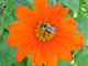 Tithonia and bee in the garden