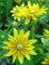 Prairie Sun rudbeckia at the flower farm