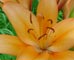 Lily garden flower, Stillwater, MN
