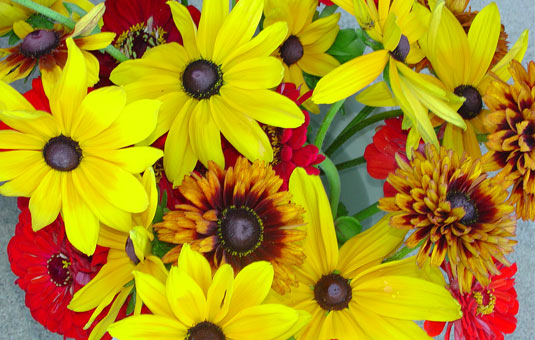 Red and Yellow Flowers
